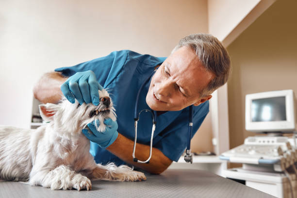 Best Root Canal Emergency Dentist  in Severance, CO